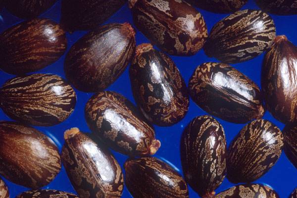 Semillas de ricino